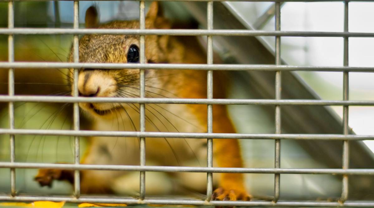 Nuisance Squirrel trapped in cage