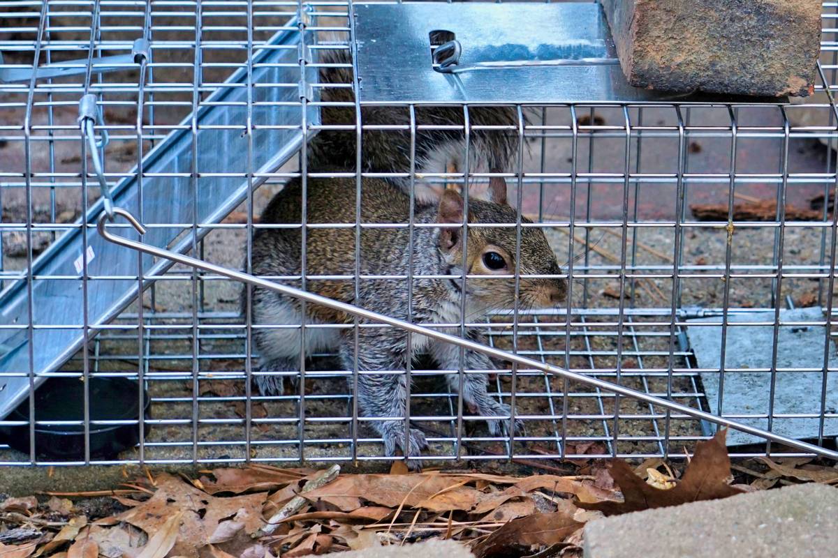 Nuisance Squirrel Captured in Cage Ready to be Removed from Property