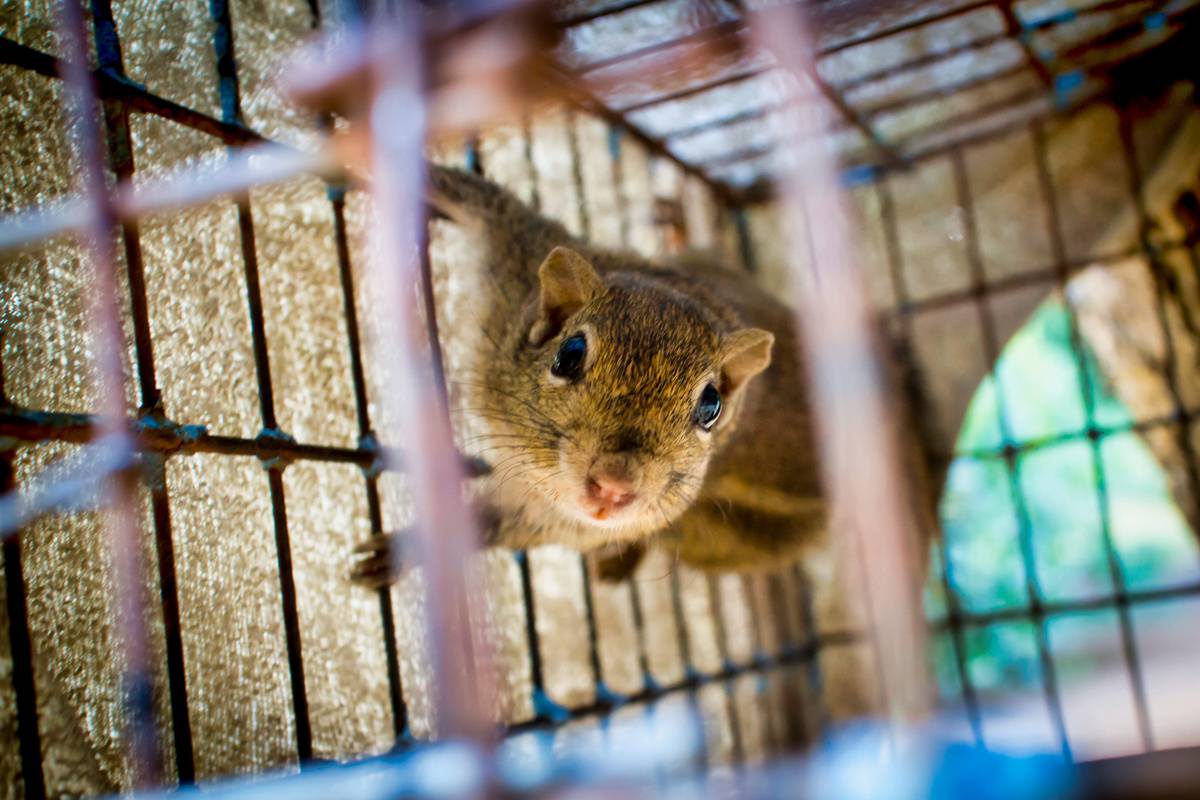 Squirrel in a trap cage