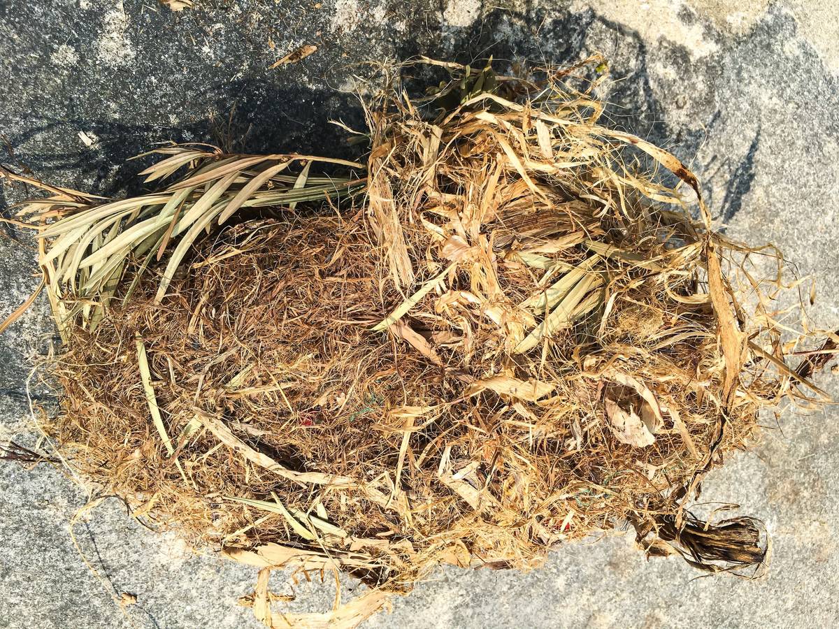 Wildlfie nest found in property