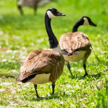 flock of Canada geese on home property