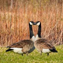 pair of Canada geese walking on grass