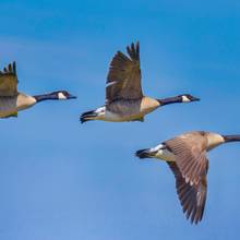 Canada geese flying into sky