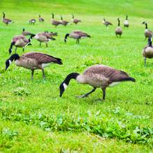 Large Nuisance Canada geese flock standing around property