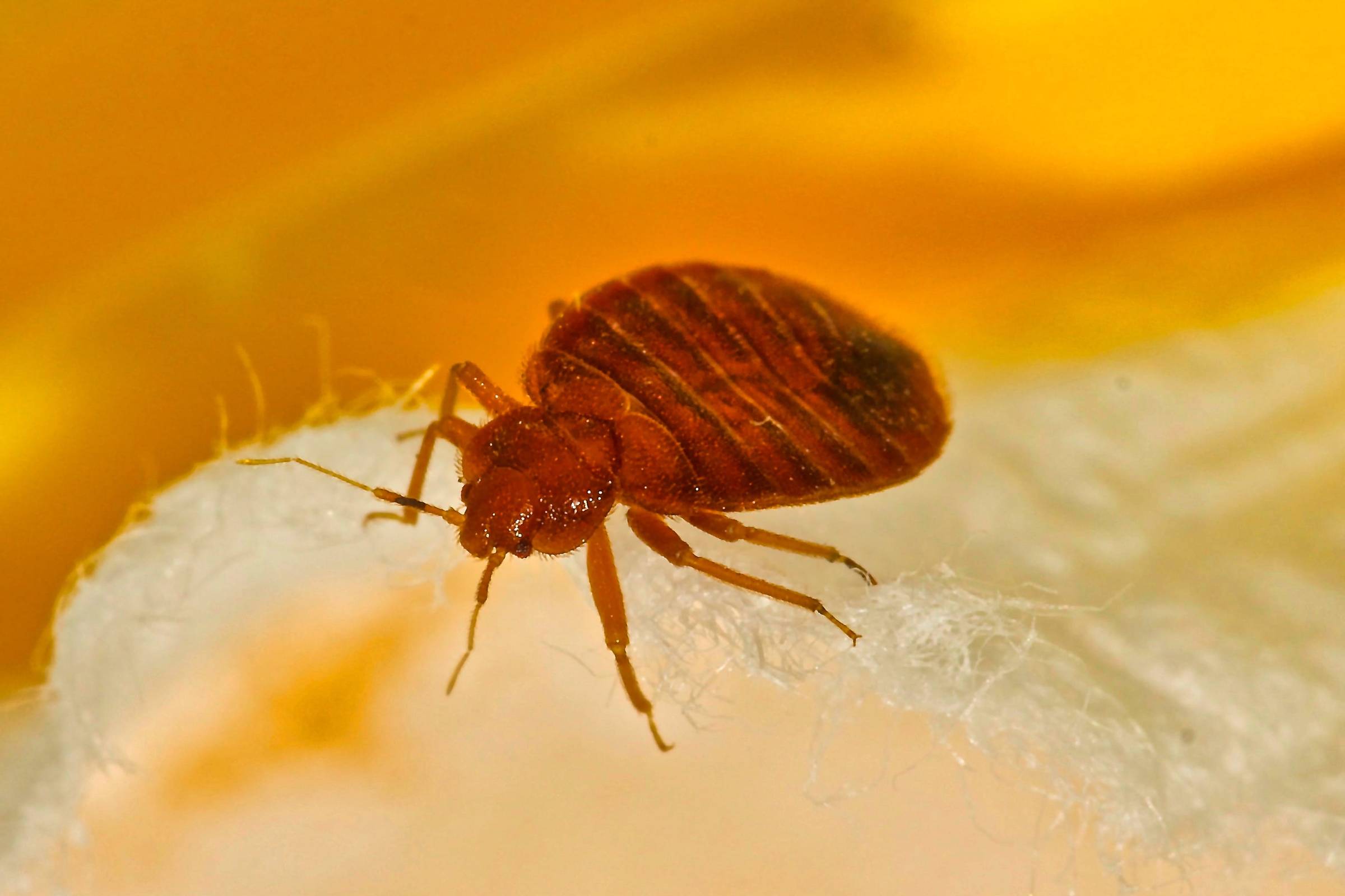 Bed Bug Close Up Macro Picture