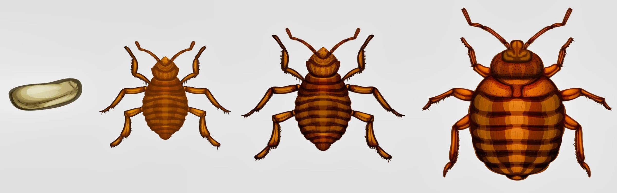 Bed Bug Life Cycle Illustrations