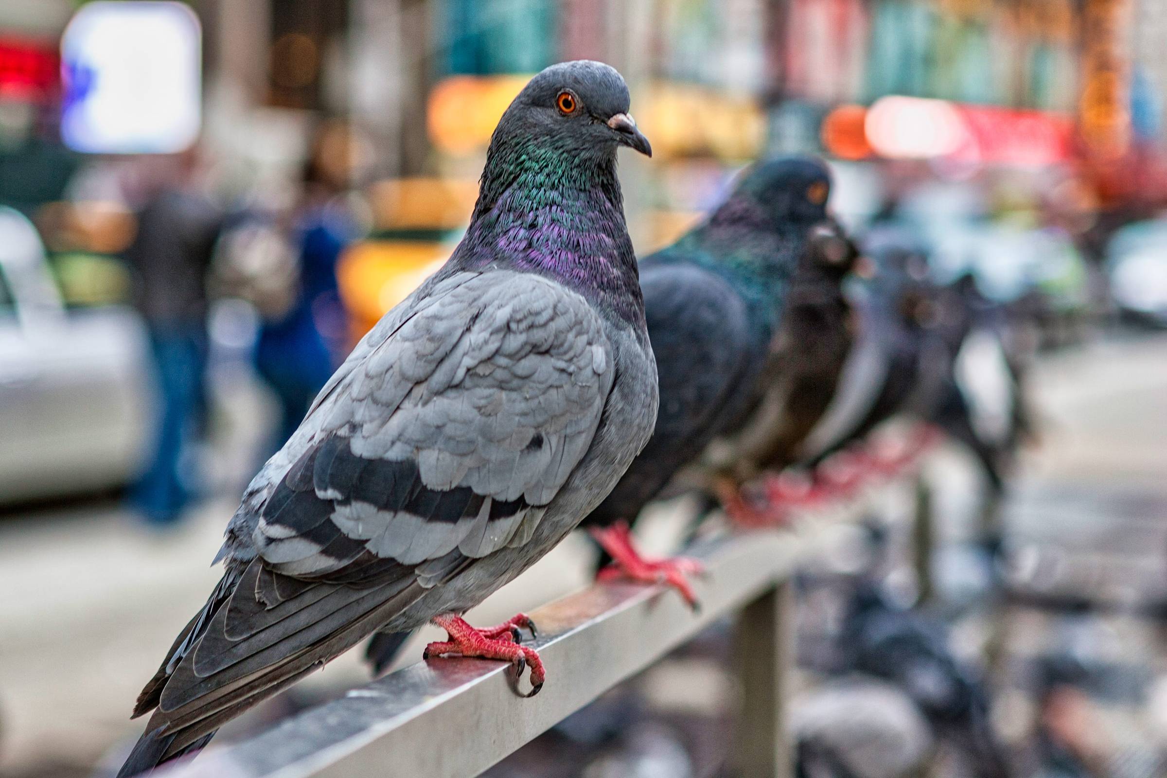 Pigeon Control & Deterrents in NYC