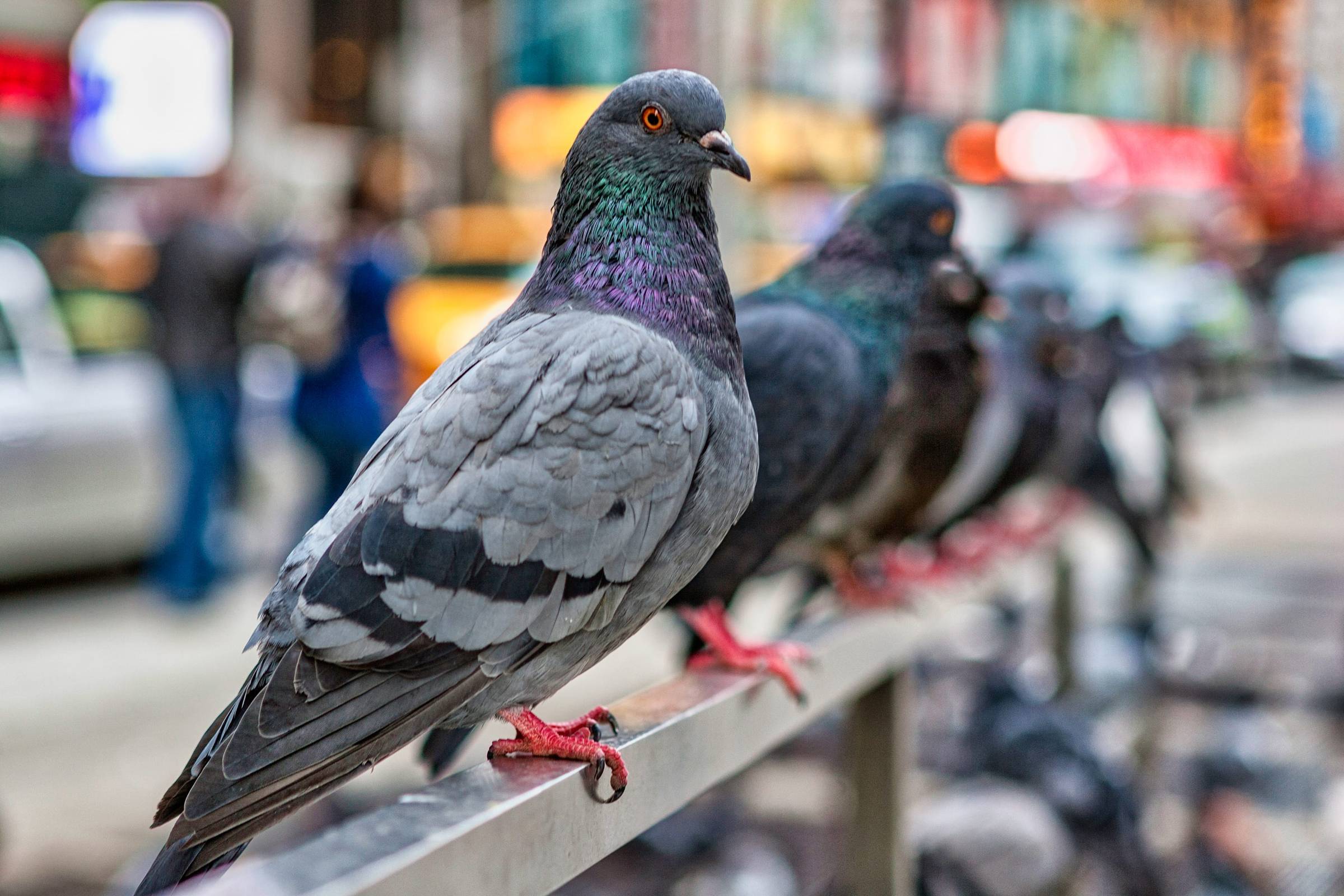 How to Keep Pigeons Off Your Balcony - Pest Detective