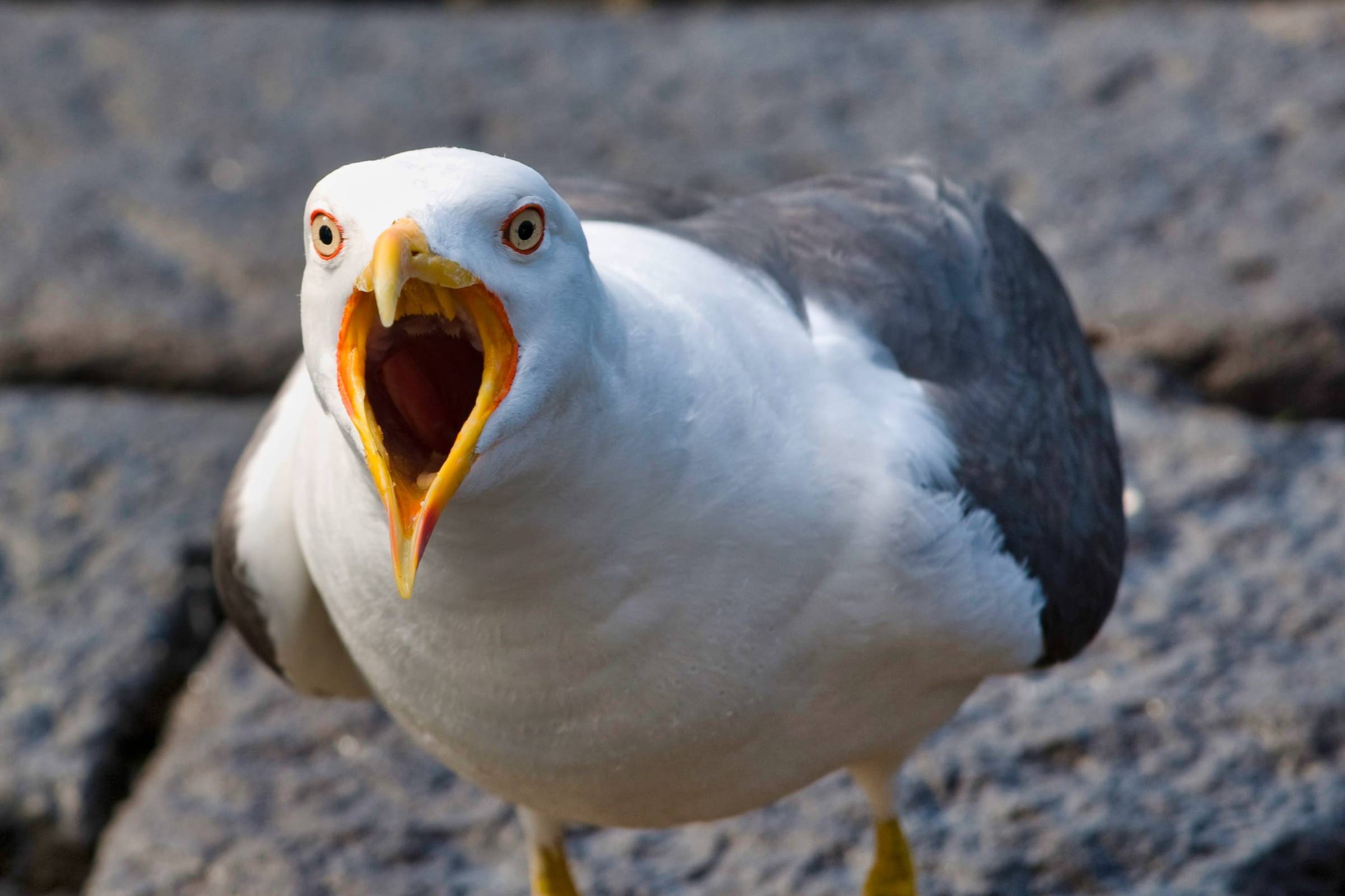 Seagull & Seabird Deterrent Services in NYC
