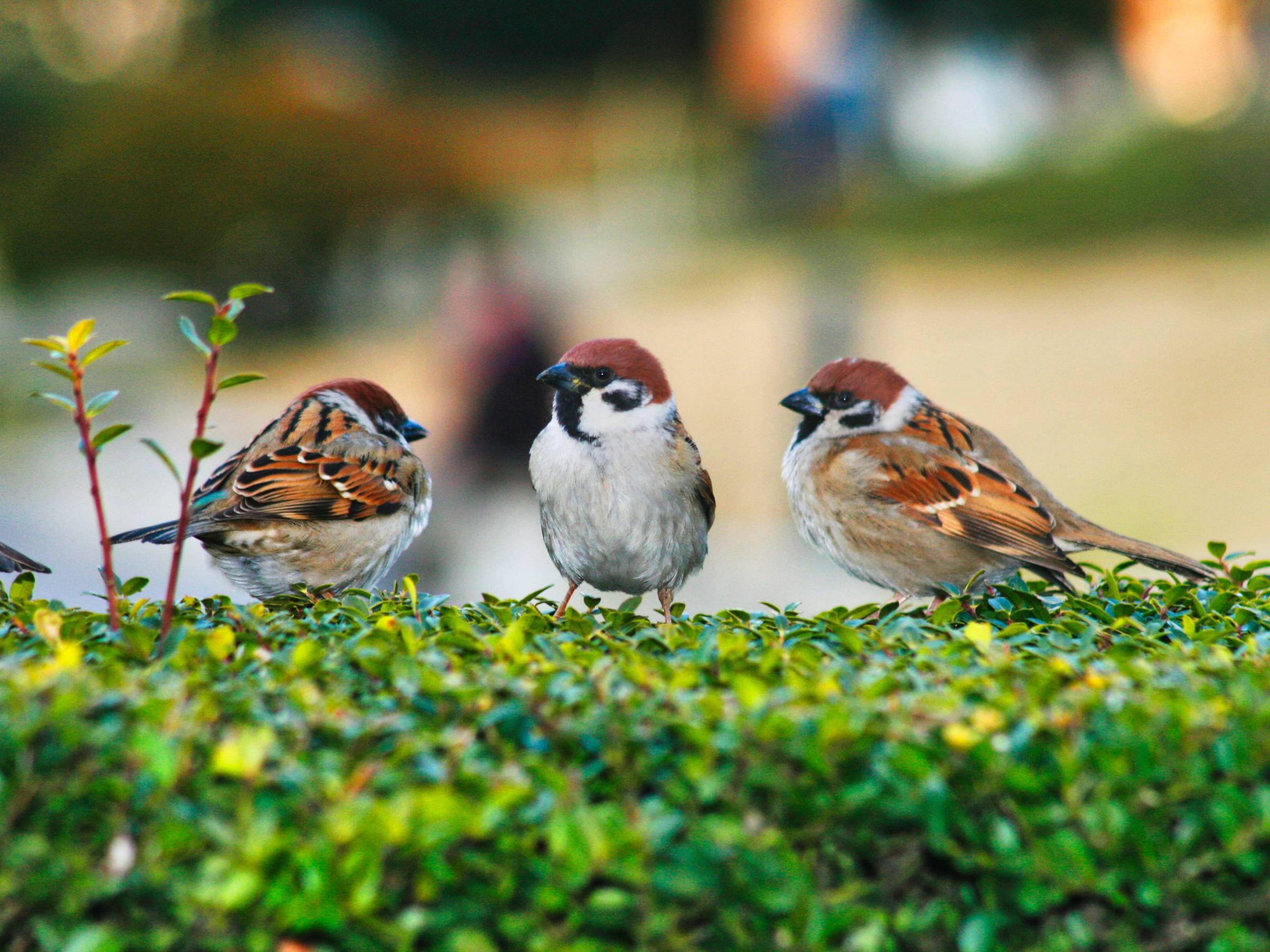 Sparrow Control & Deterrent Services in NYC