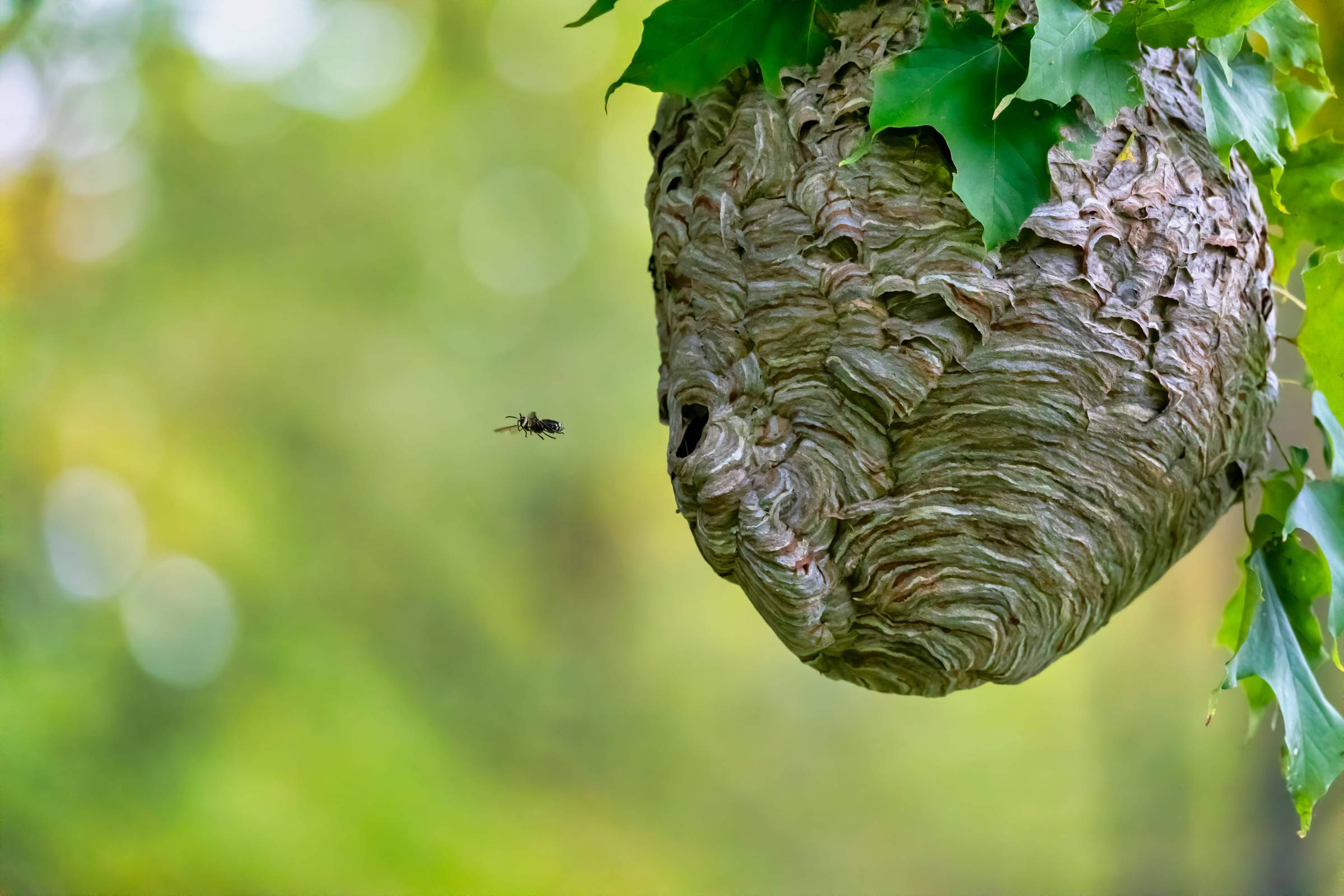 Bee's Nest Safe Removal Services