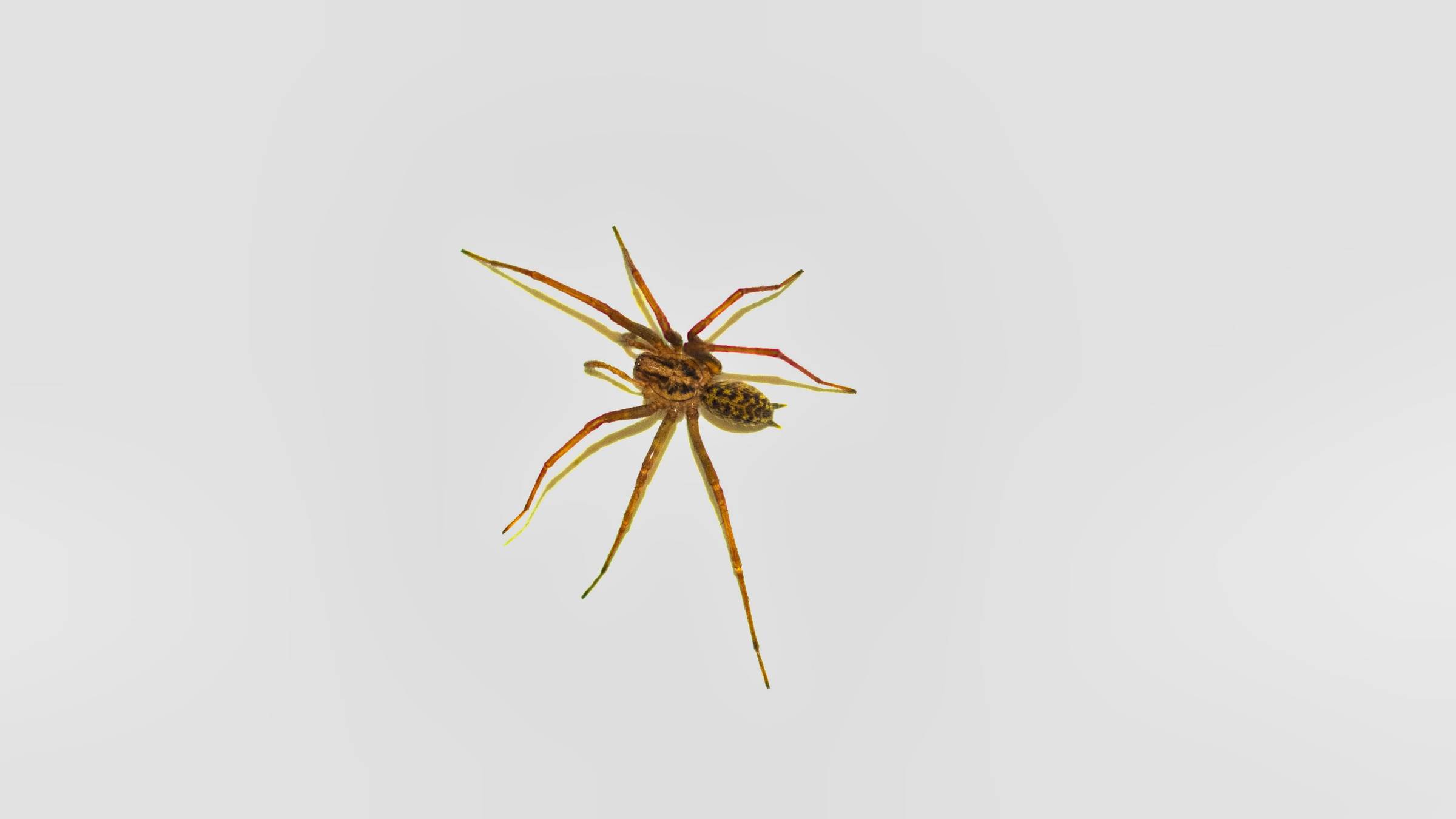 The Urban Environment Is Creating Super-Sized Spiders - Bloomberg