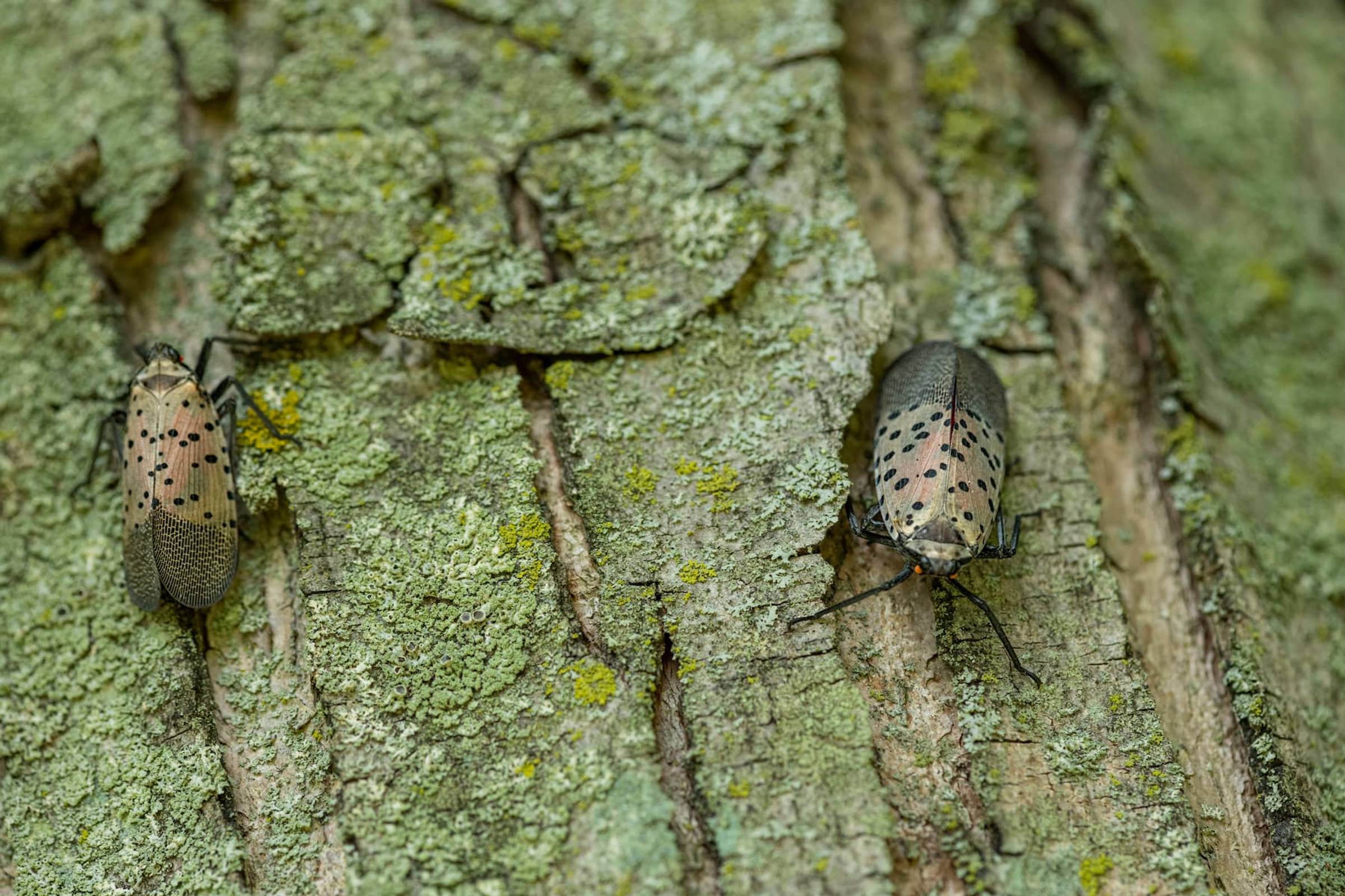 Spotted Lanternfly Treatment & Extermination in NYC