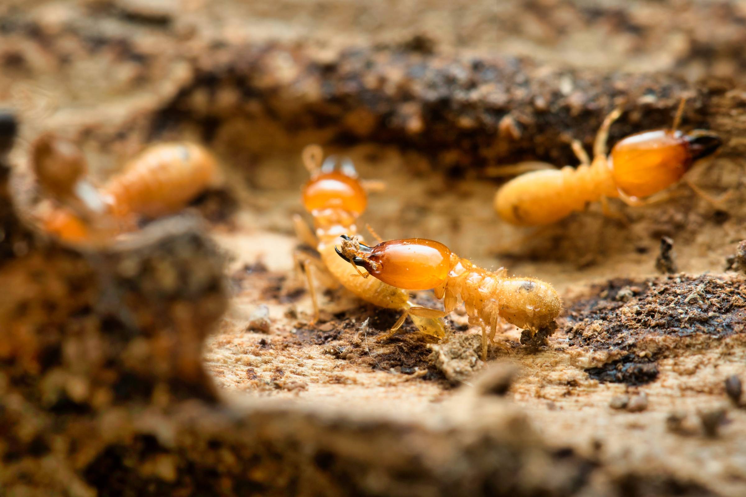Termite Remediation & Inspection in NYC