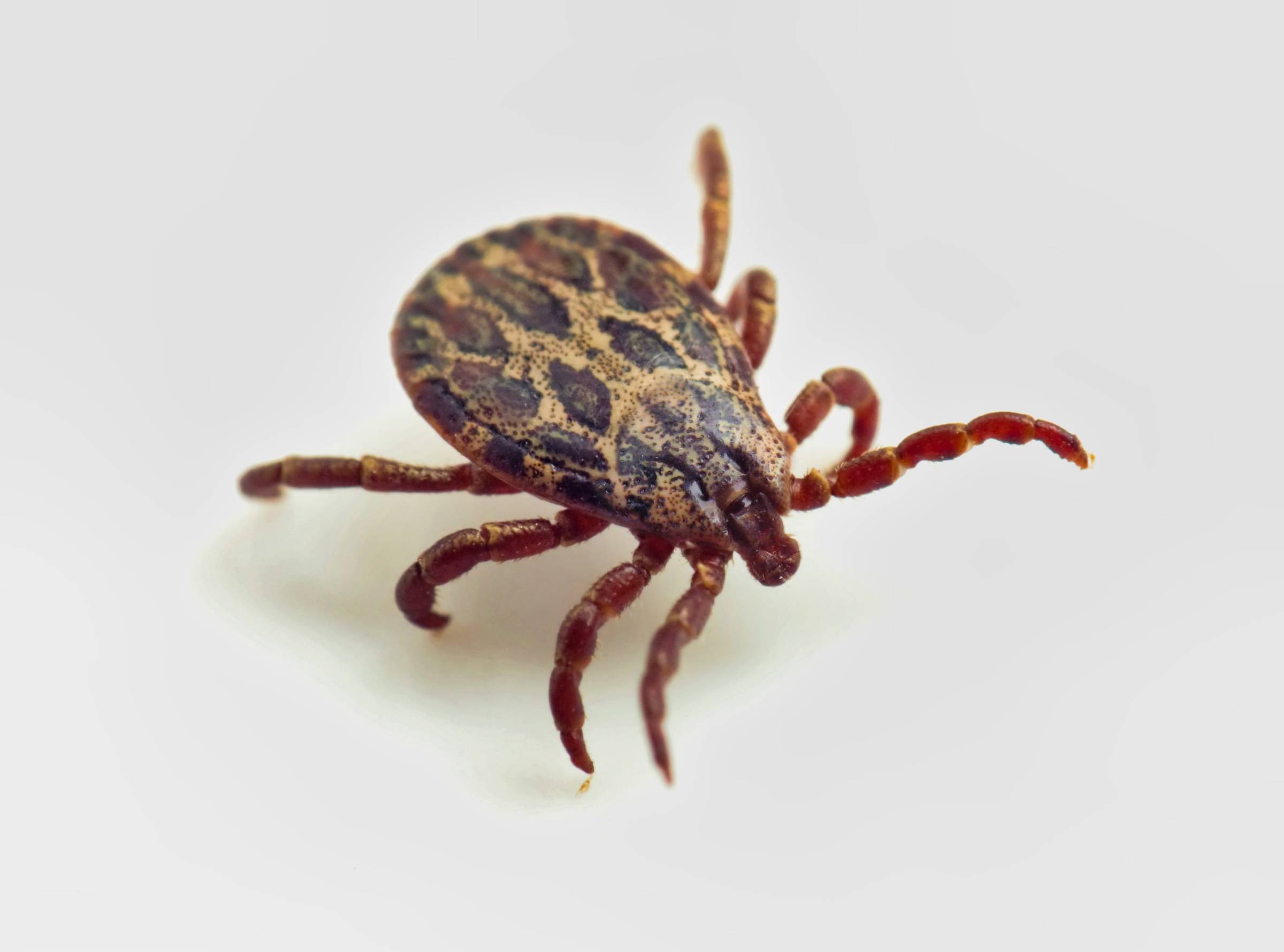 Tick Control & Removal in NYC
