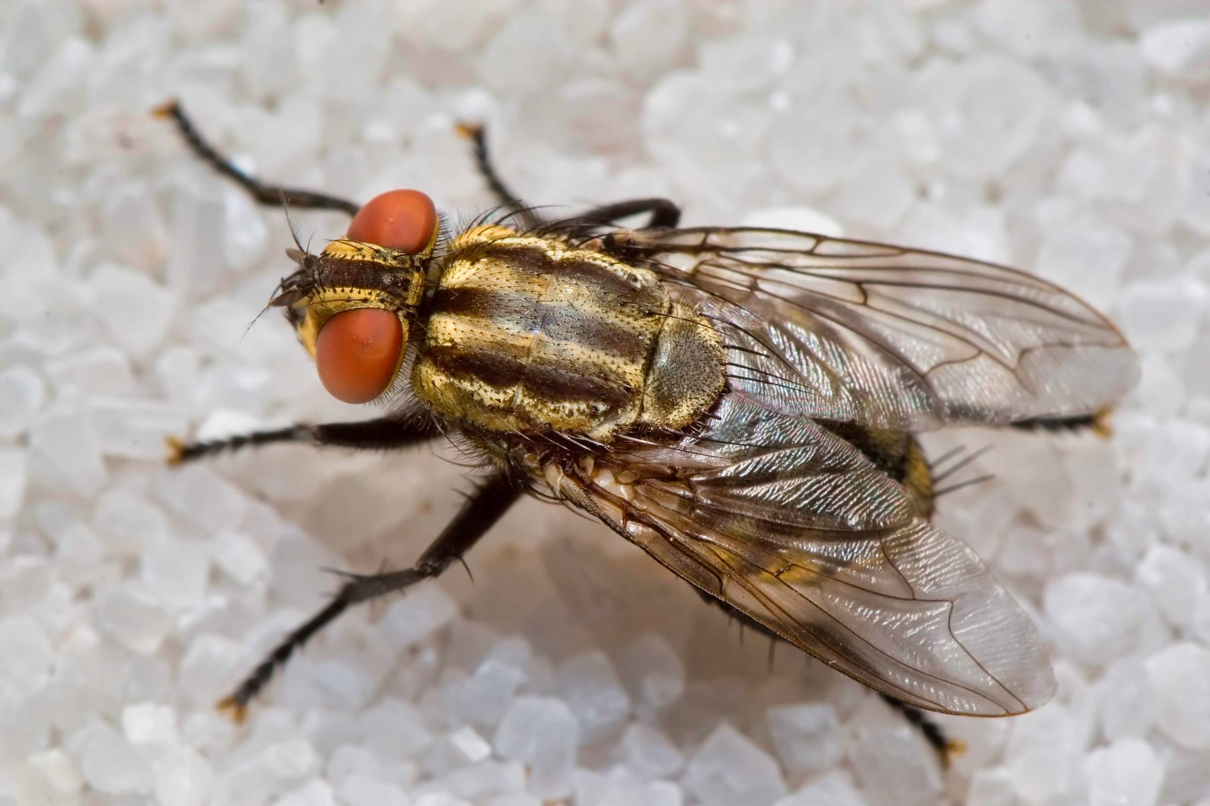 Fruit Filth Fly Removal & Control NYC Standard Pest Management