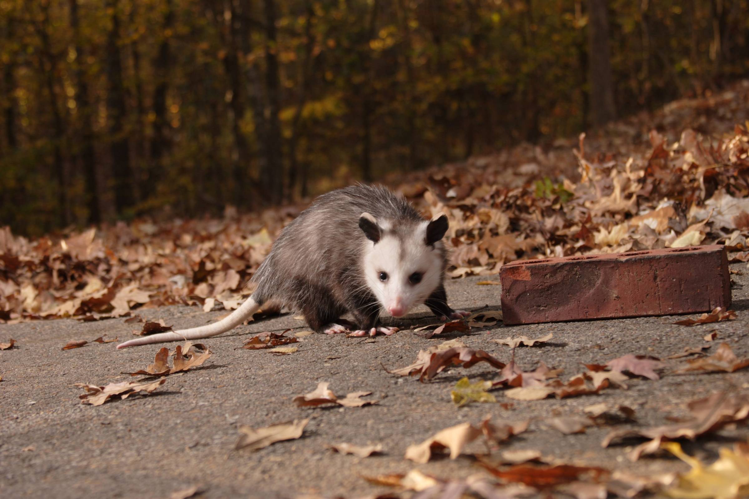 Opossum Trapping & Relocation in NYC