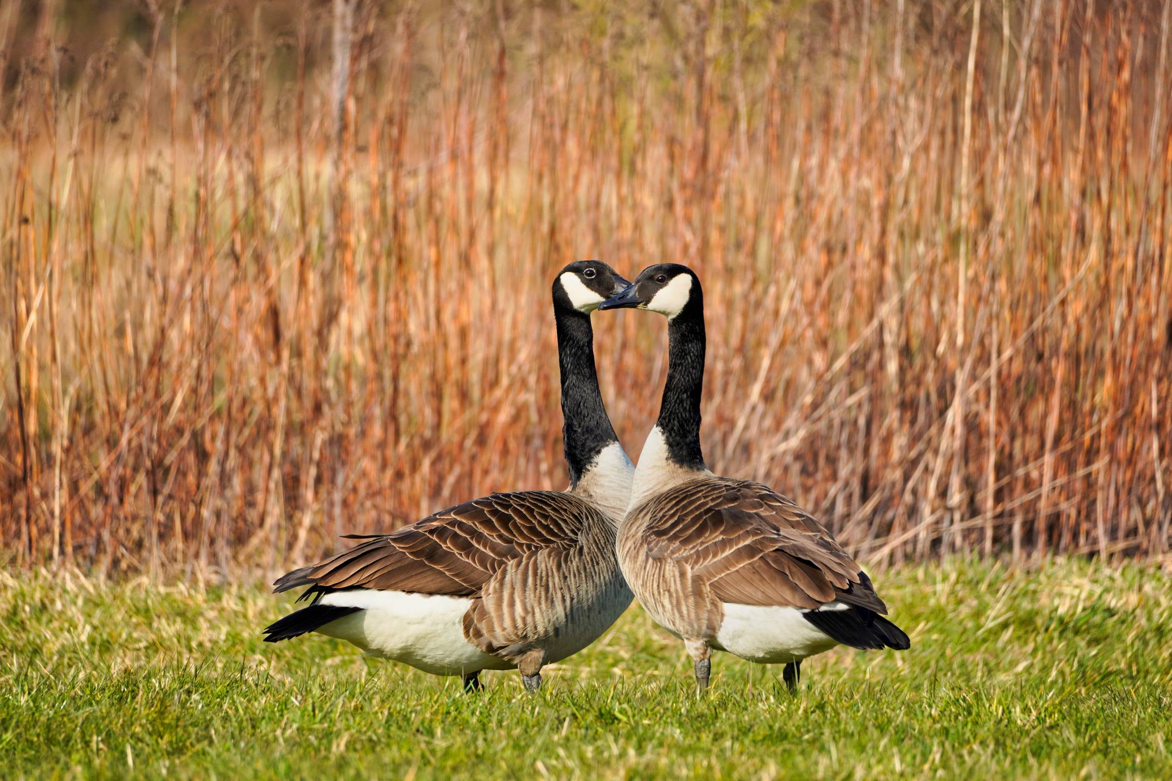 Canada goose species portrait