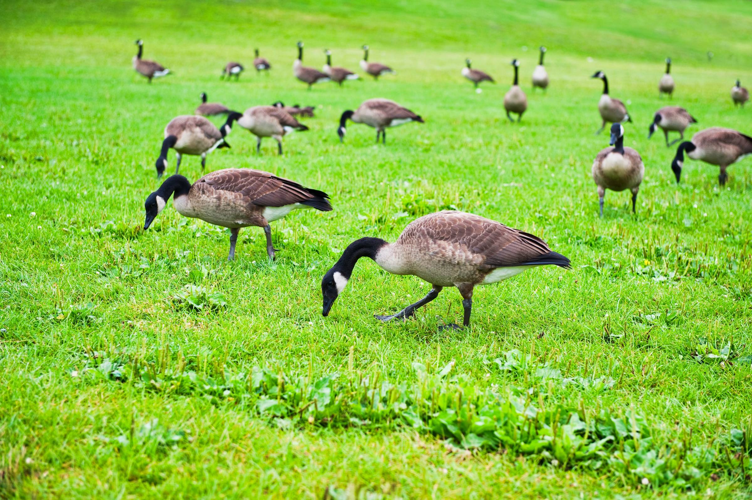 Canada goose ready to be chased by dogs