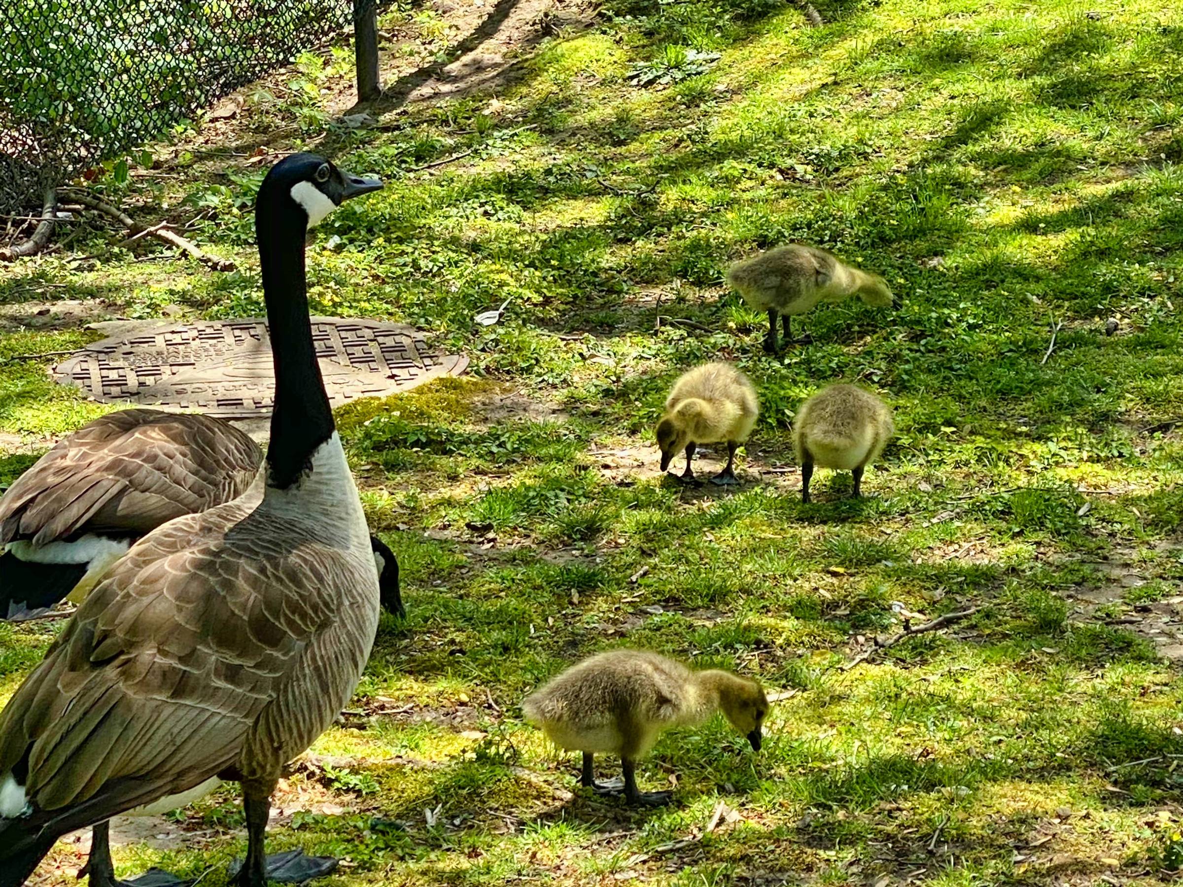 Flock of Canada geese on Private Property