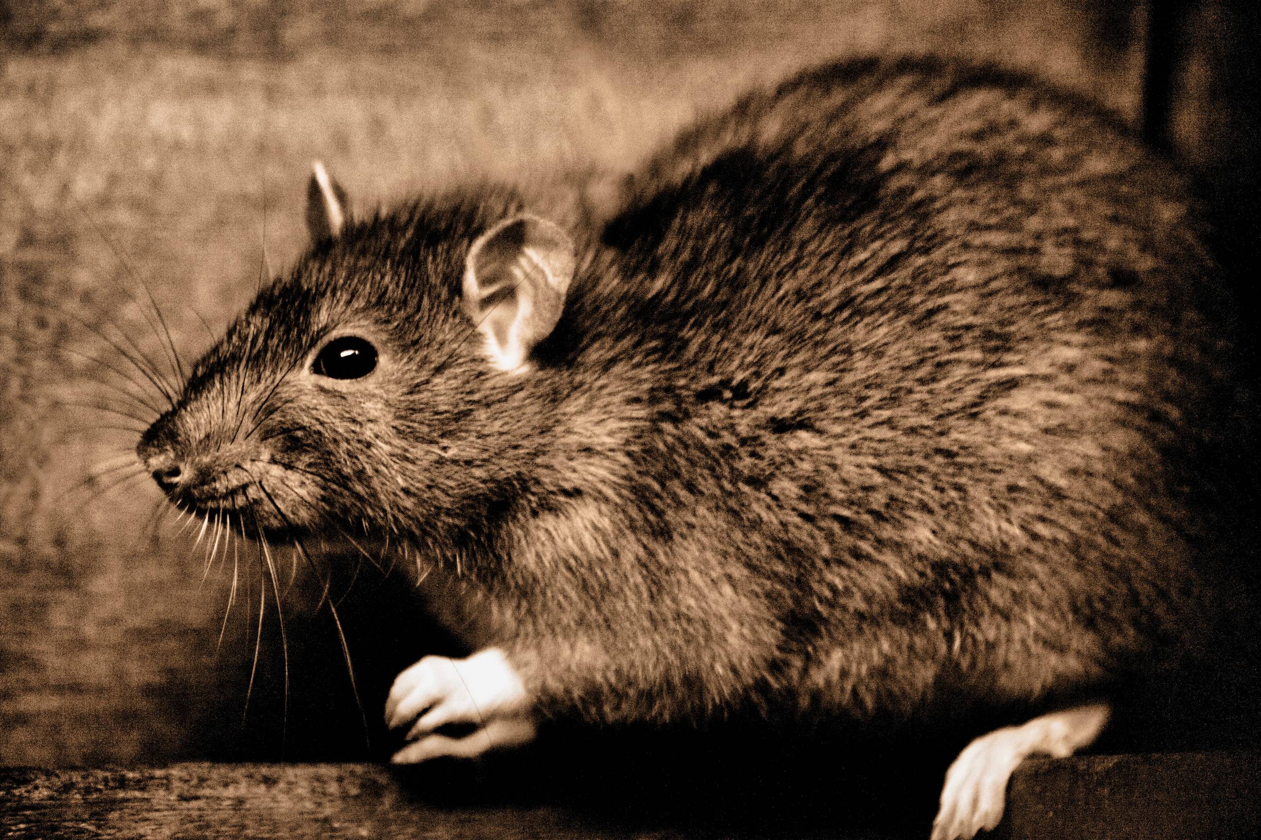 rodent extermination & control in New York City