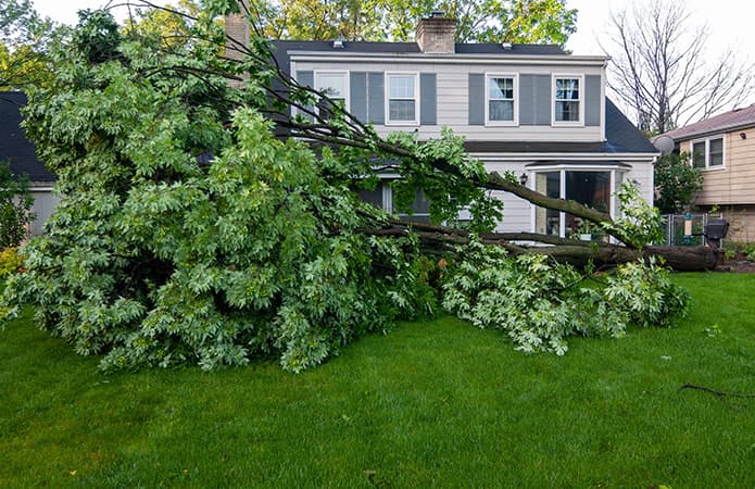 emergency tree service needed