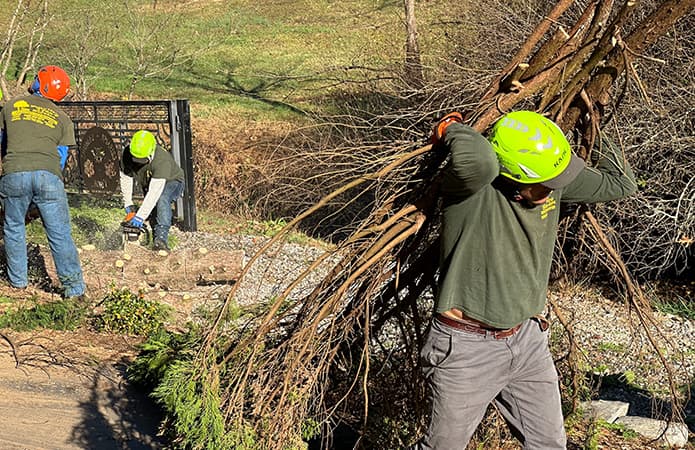 land clearing and tree hauling workers