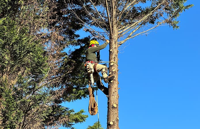 Tree climber for removal