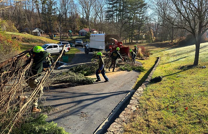 tree service residential