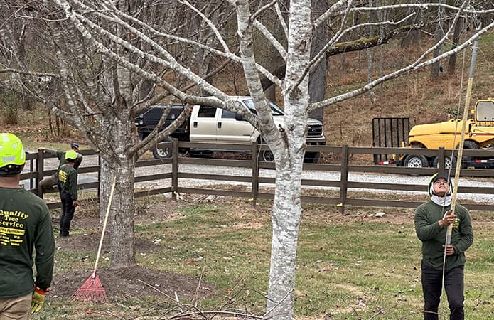 tree pruning