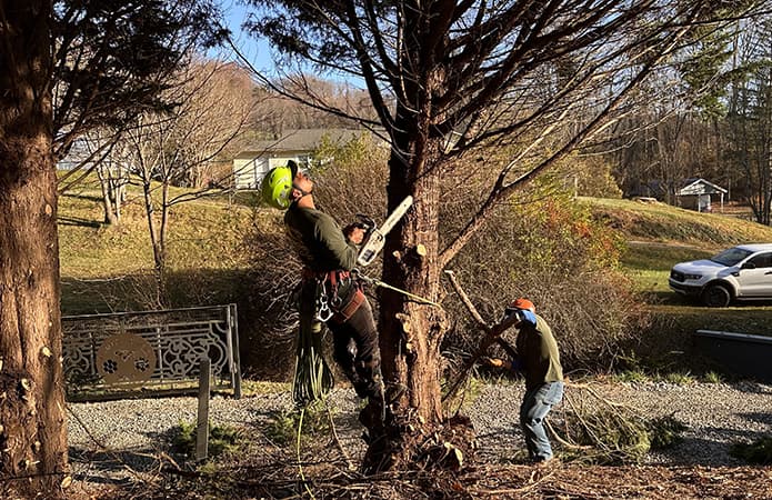 Tree removal and workers