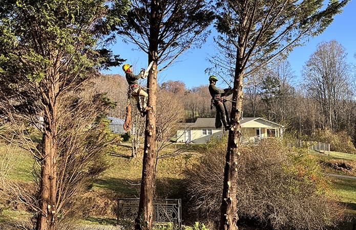 tree hauling in Asheville NC